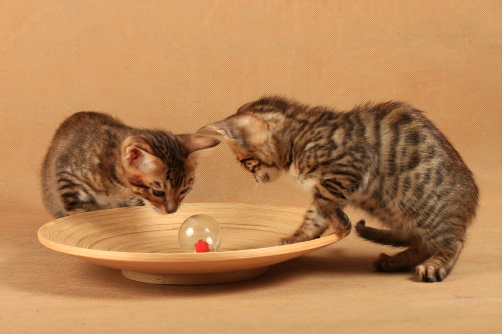 toyger kocięta kocięta rasy toyger
