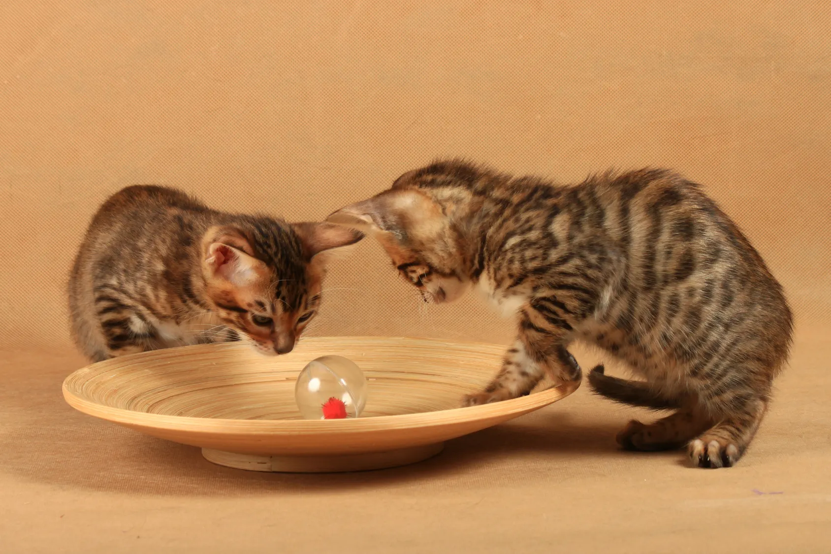 toyger kocięta kocięta rasy toyger