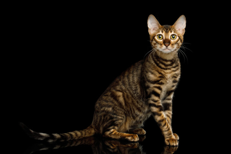 kot rasy toyger