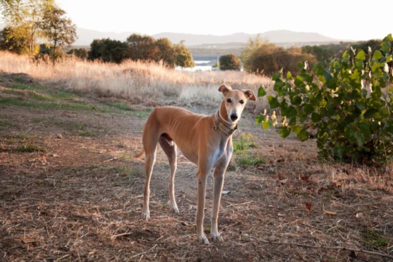 Galgo español