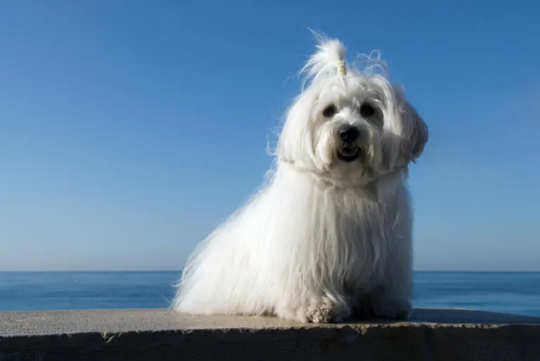 coton de tulear coton de tuléar rasa psa