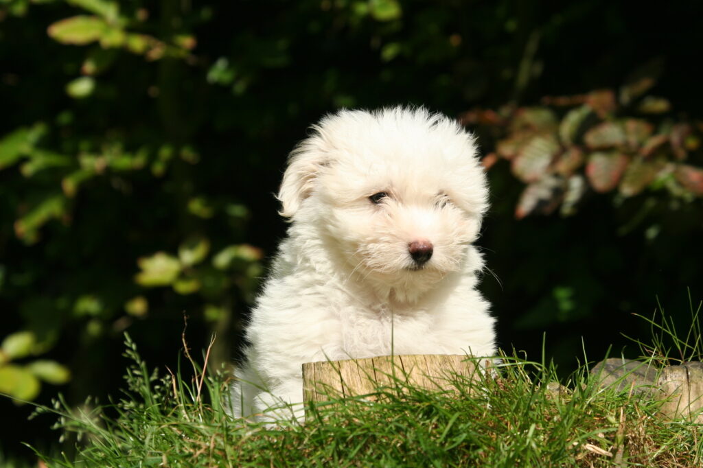 Coton de Tuléar szczenię Coton de Tuléar szczenię
