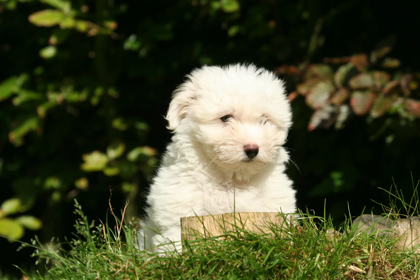 Coton de Tuléar szczenię Coton de Tuléar szczenię