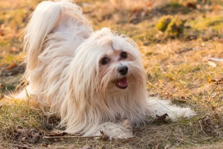 Hawańczyk Bichon havanais