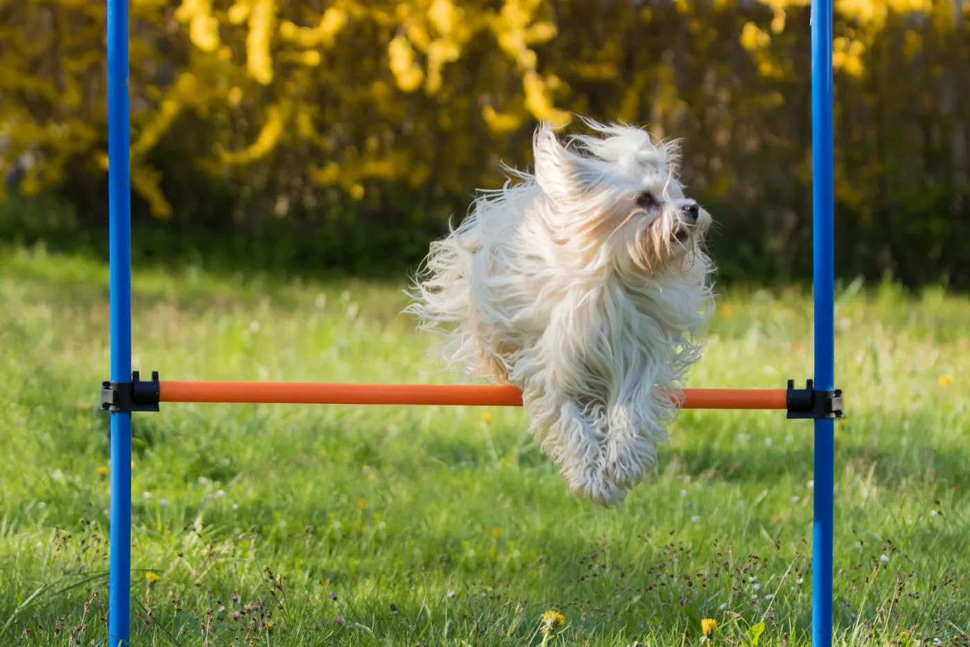 Hawańczyk podczas agility Hawańczyk trenujący agility