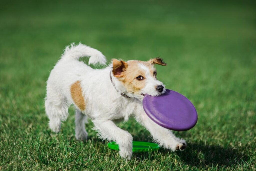 parson russell terrier zabawa z frisbee parson russell terrier zabawa