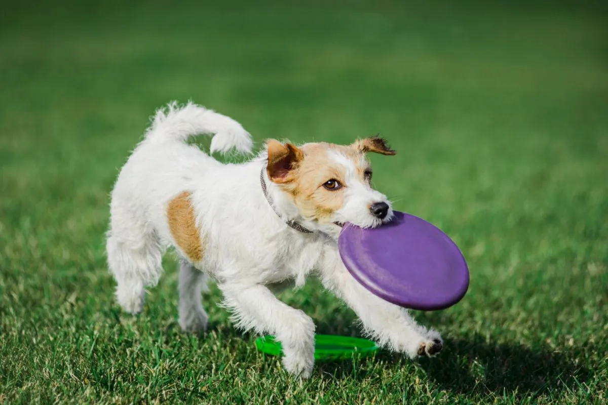 parson russell terrier zabawa z frisbee parson russell terrier zabawa