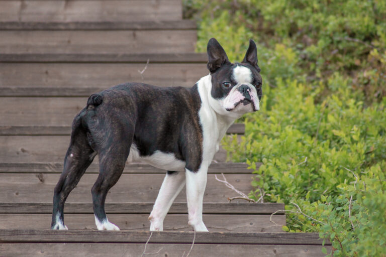 rasa boston terrier