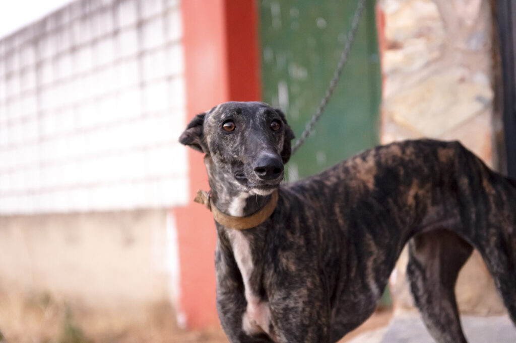 galgo espanol rasa galgo espanol