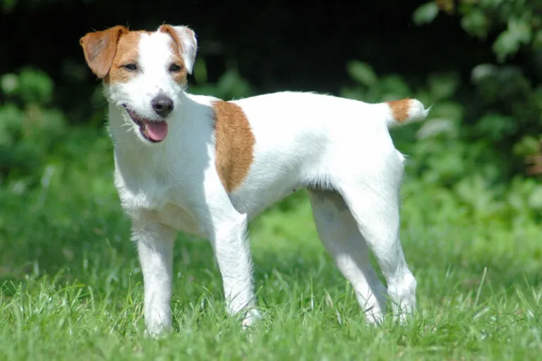 Parson Jack Russell Terrier Parson Jack Russell Terrier