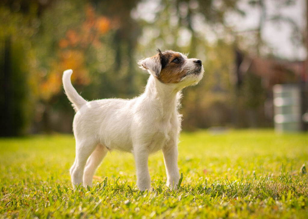 szczeniak rasy parson russel terrier