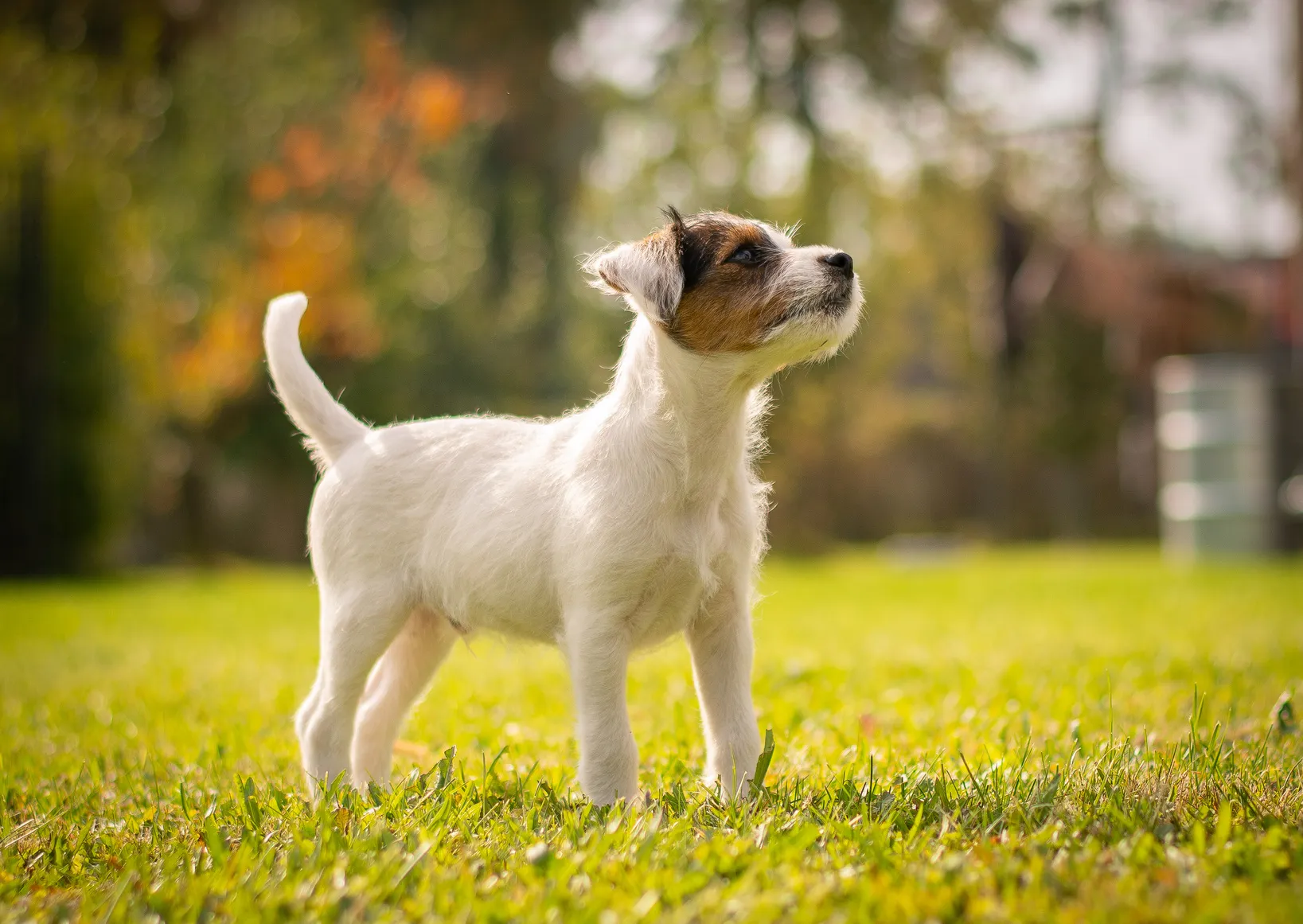 parson russel terrier szczenię szczeniak rasy parson russel terrier