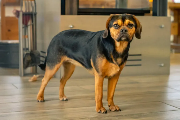 Puggle rasa hybrydowa Puggle