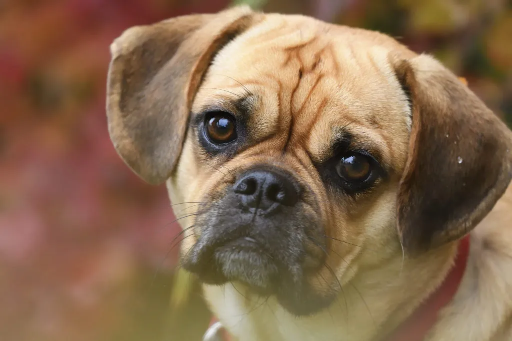Puggle rasa mieszana Puggle rasa mieszana