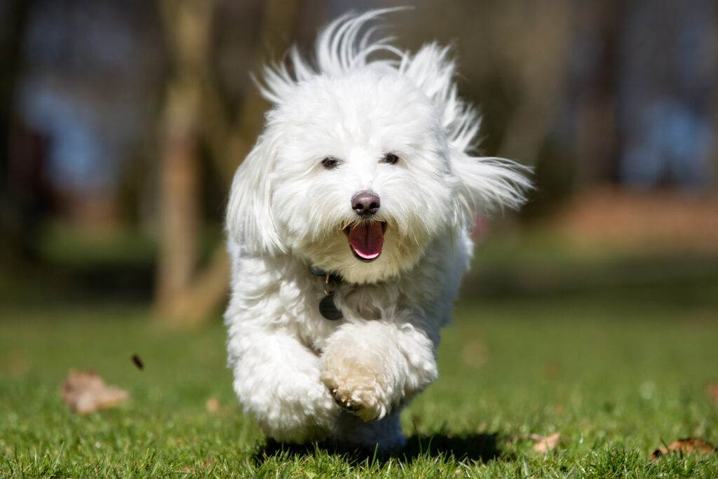 rasa psa Coton de Tuléar rasa psa Coton de Tuléar