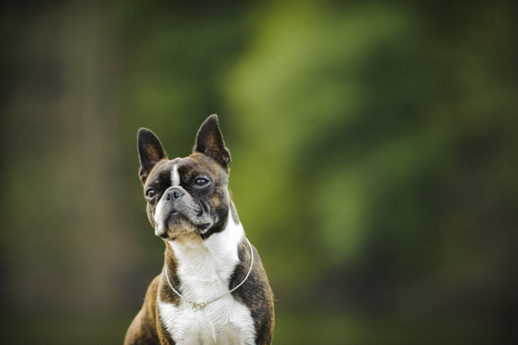 rasa psa boston terrier