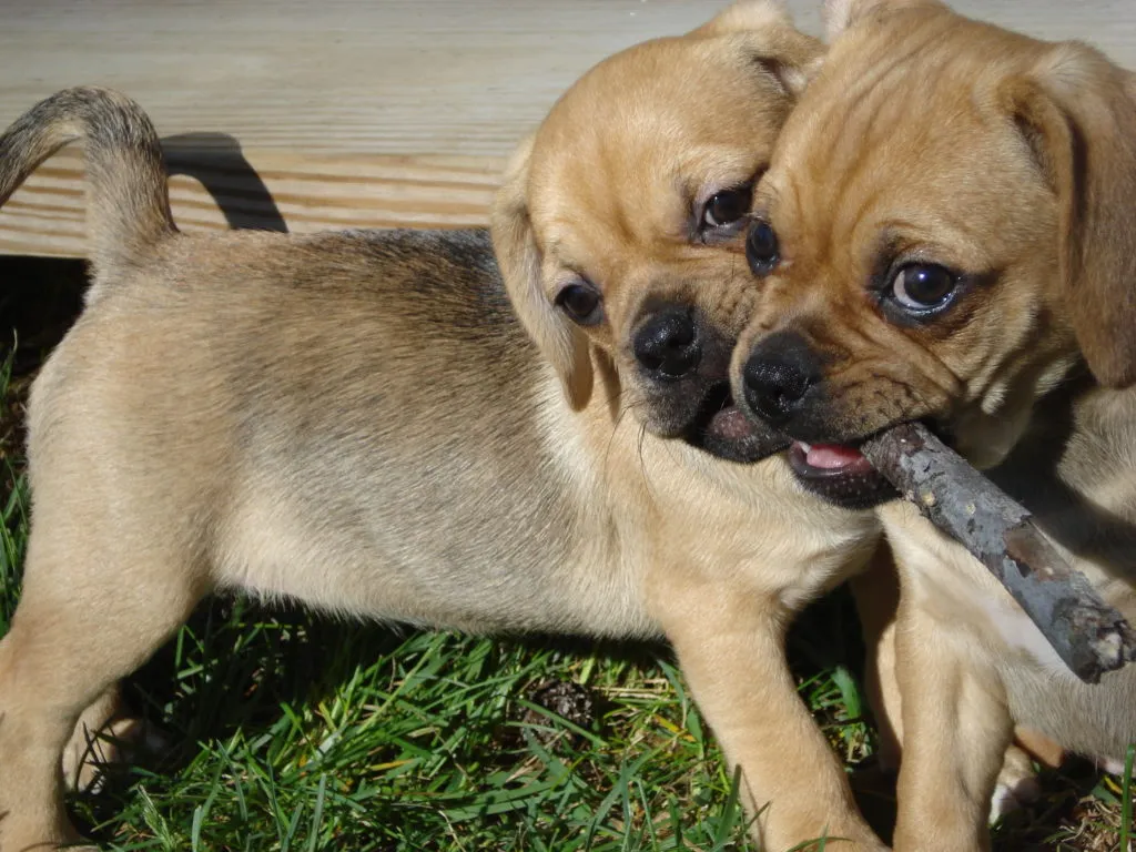 Puggle szczenięta
