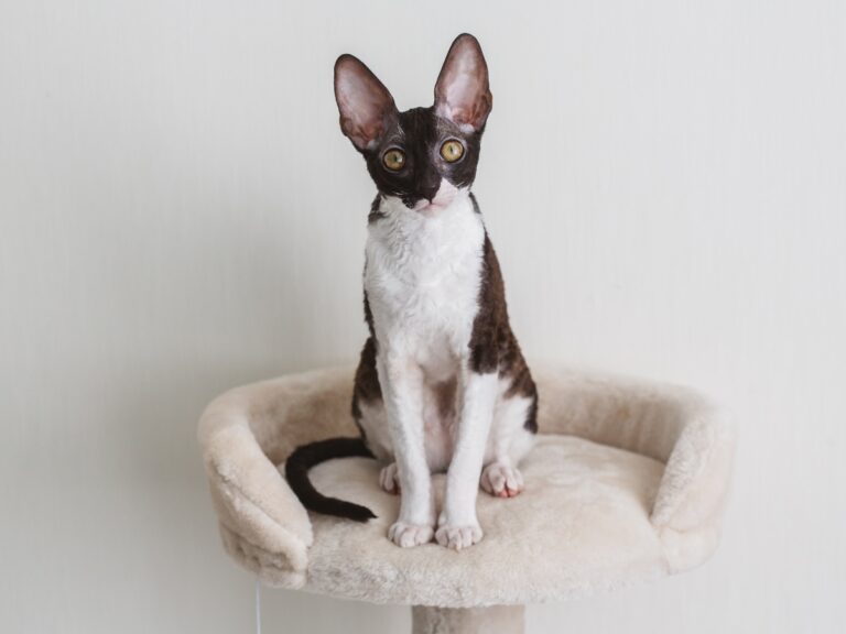 Cornish Rex rasa kota