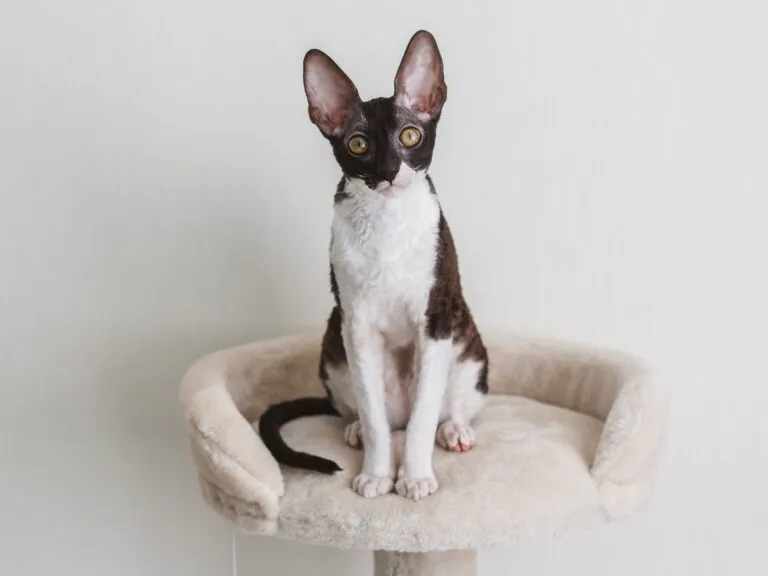 Cornish Rex Cornish Rex rasa kota