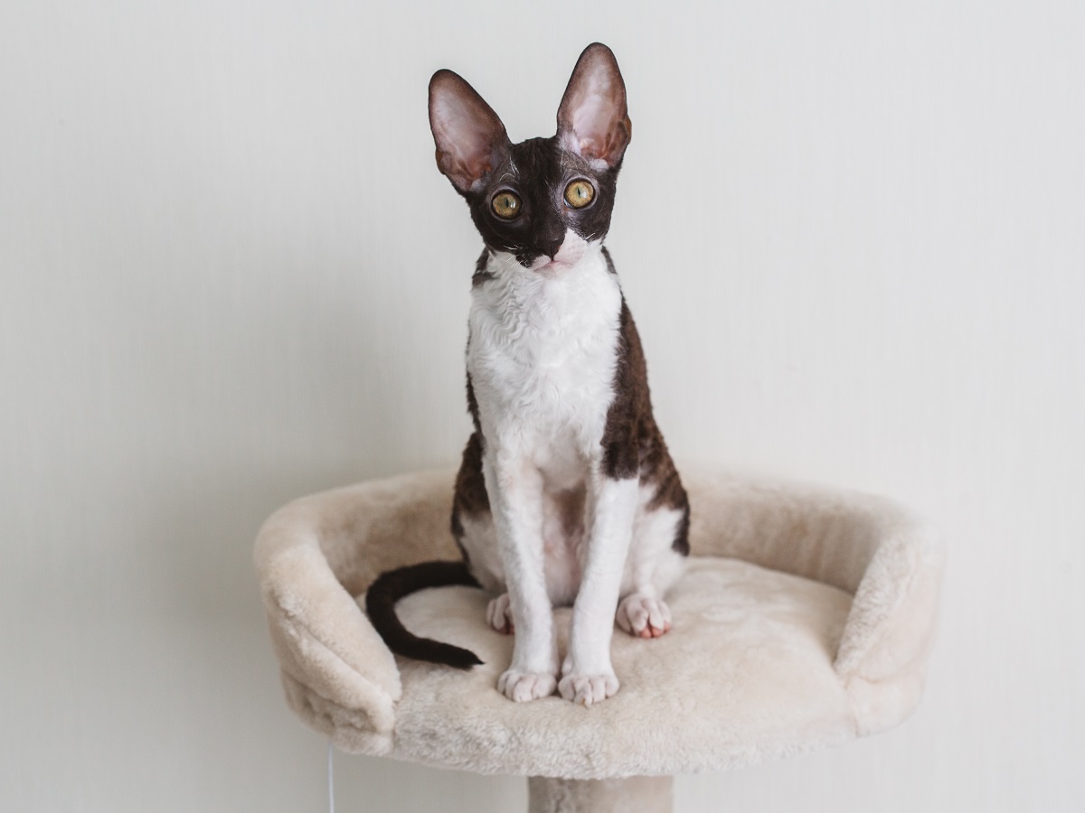 Cornish rex wszystko o rasach kotów w Magazynie zooplus