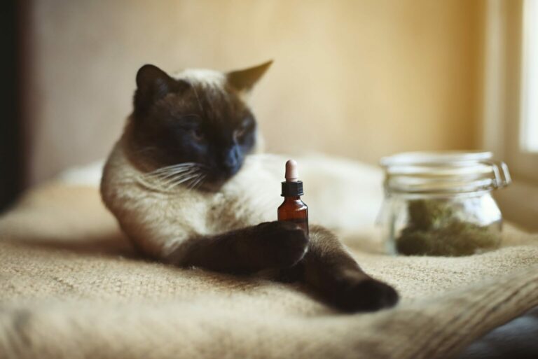 Homeopatia u kotów