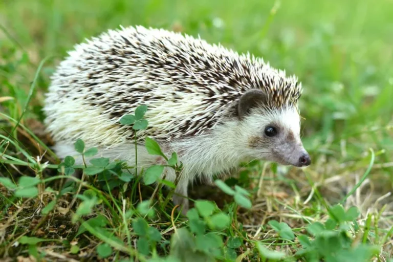 Jeż afrykański na trawie