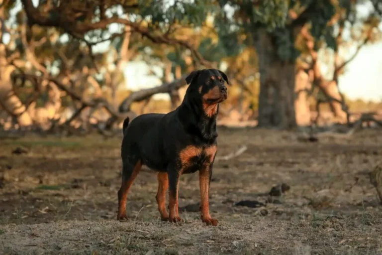 Rottweiler Rottweiler w lesie