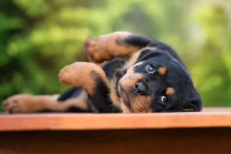 Młody rottweiler patrzy w aparat