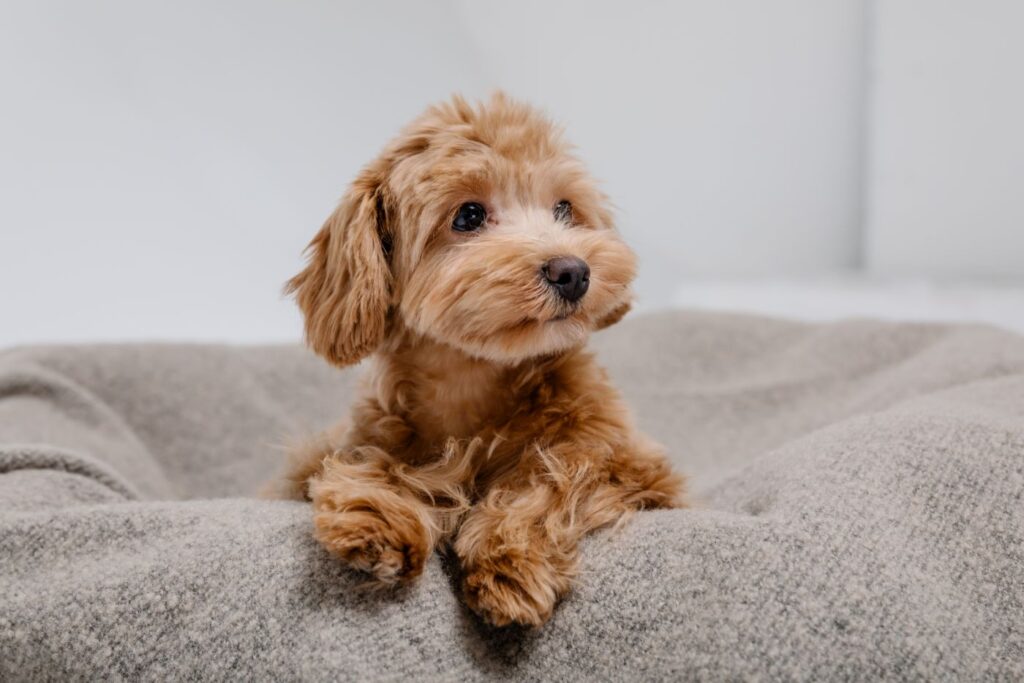 Maltipoo brązowe umaszczenie