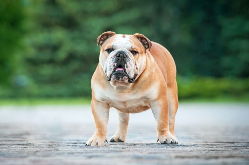 buldog angielski sylwetka buldog angielski w plenerze