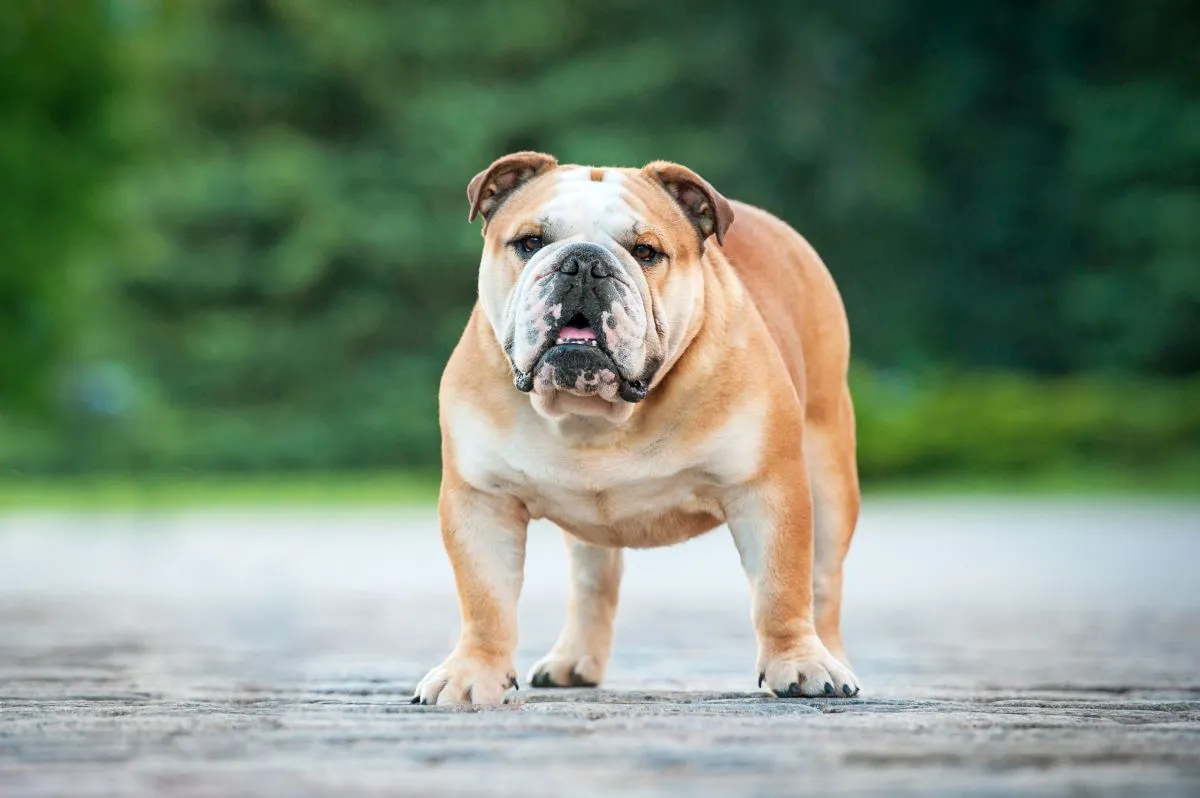 buldog angielski sylwetka buldog angielski w plenerze