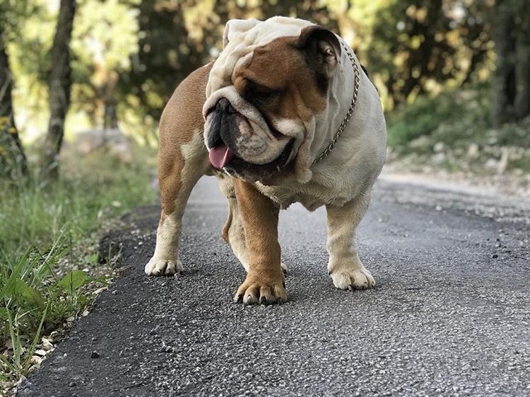 buldog angielski na spacerze buldog angielski na spacerze