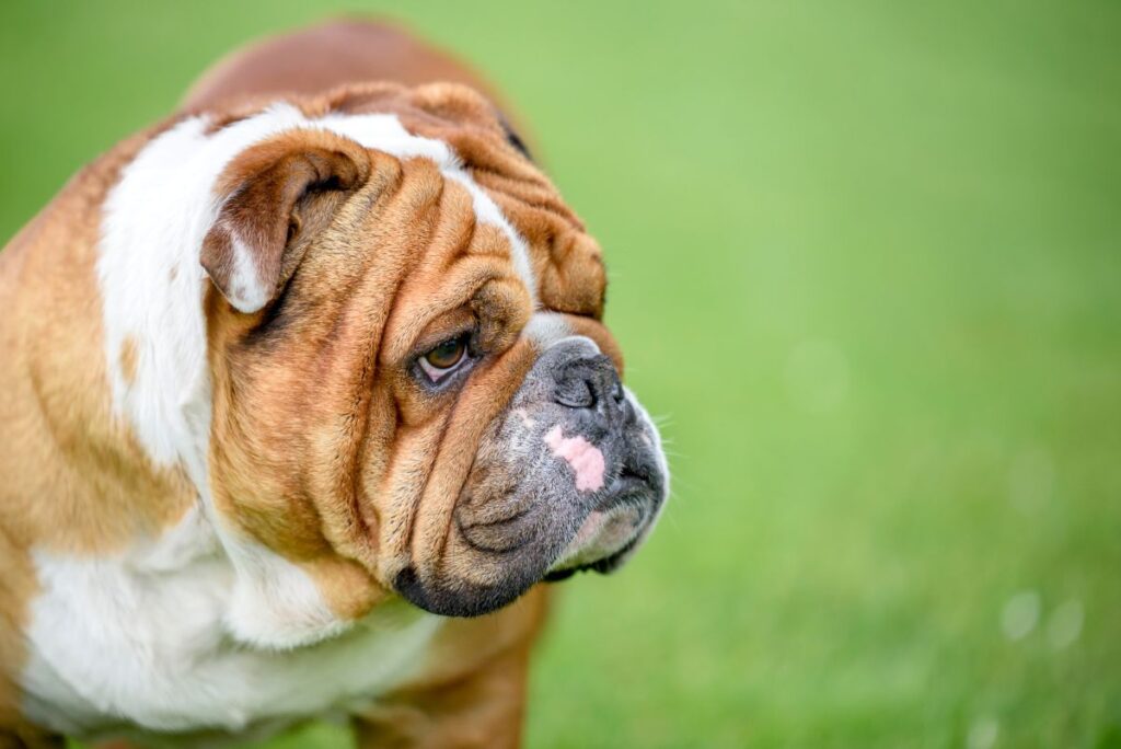 buldog angielski kufa buldog angielski zdjęcie w plenerze