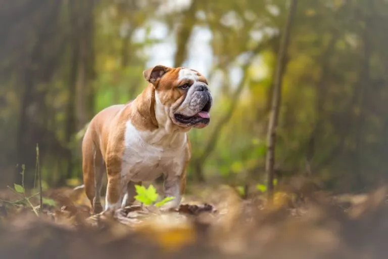buldog angielski buldog angielski