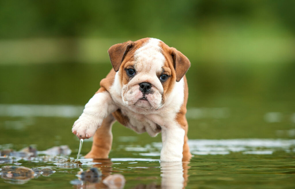 buldog angielski szczenię