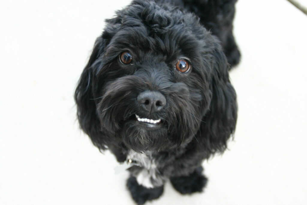 czarny maltipoo czarny maltipoo