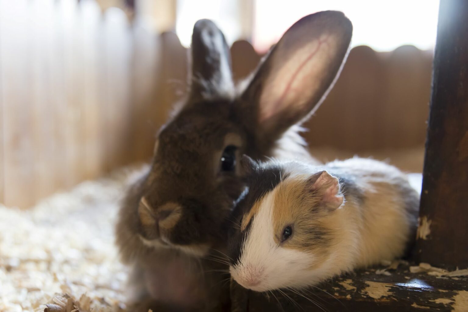 Jak Rozpoznać Czy Królik Jest W Ciąży Świnka morska czy królik: Co bardziej do mnie pasuje? | Magazyn zooplus