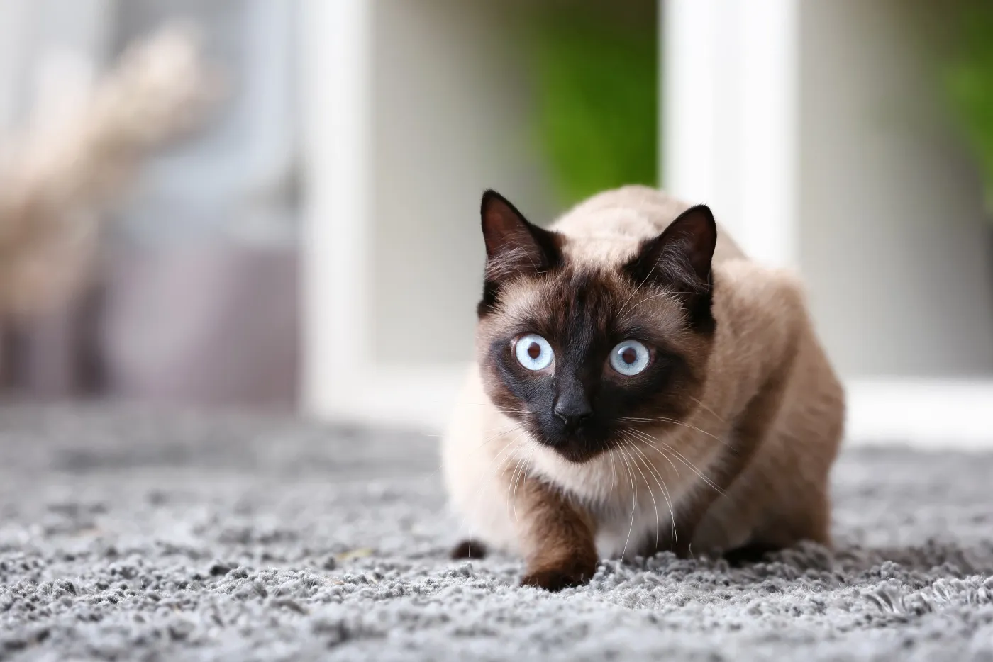 Thai cat kitten kot tajski kocię