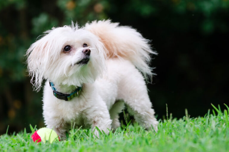 maltipoo rasa hybrydowa maltipoo