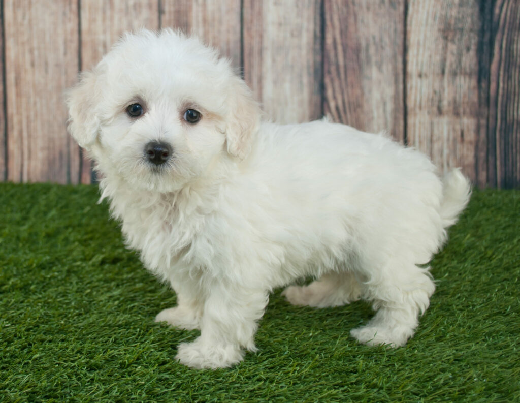 Maltipoo szczenię Maltipoo szczenię