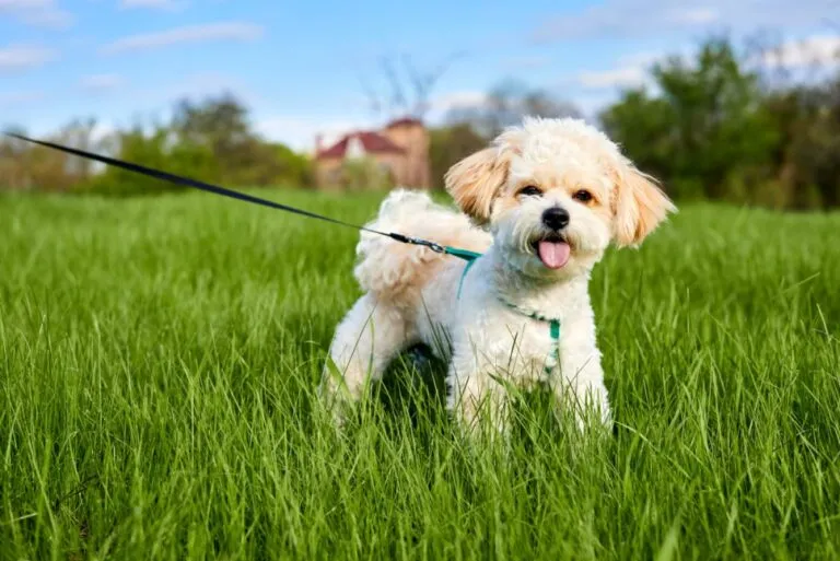 Maltipoo rasa hybrydowa designerska rasa hybrydowa maltipoo