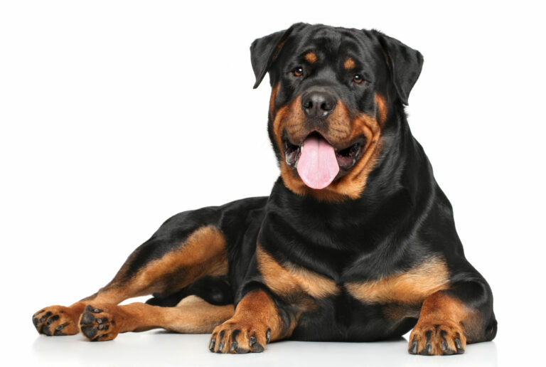 rottweiler rasa psa