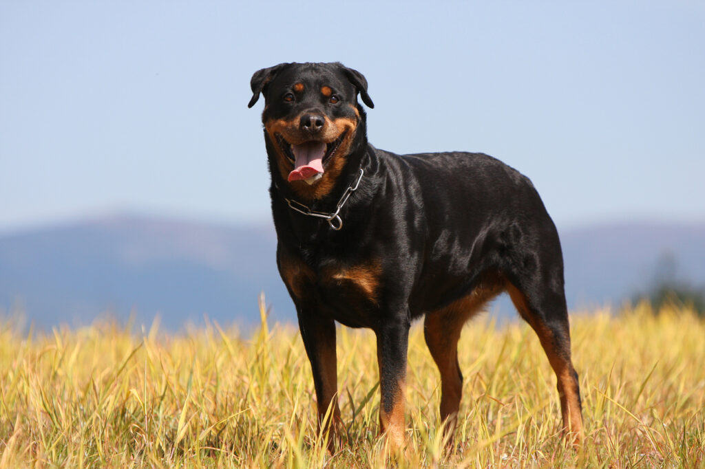 rottweiler rasa psa