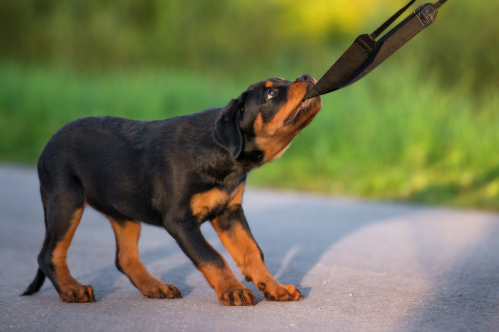 rottweiler szczenię rottweiler szczenię