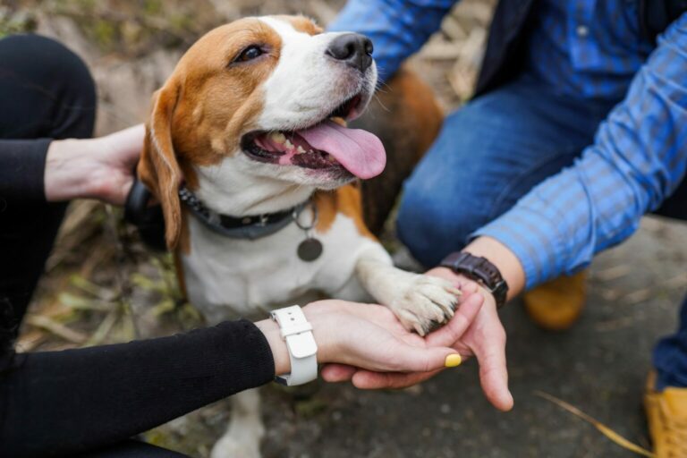 dogsharing