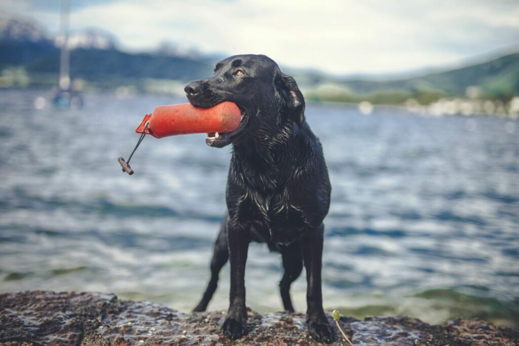 labrador z dummy labrador z dummy