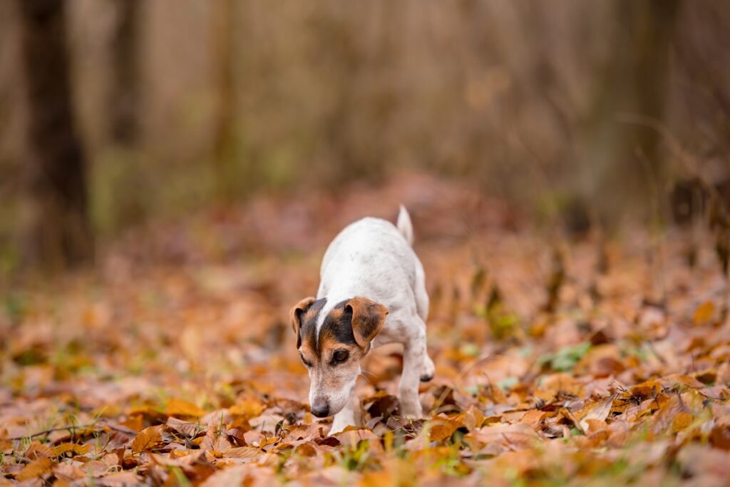 Jack Russell Terrier bawi się w liściach