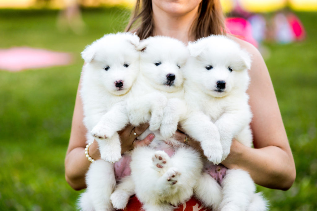 szczenięta rasy samojed z hodowcą