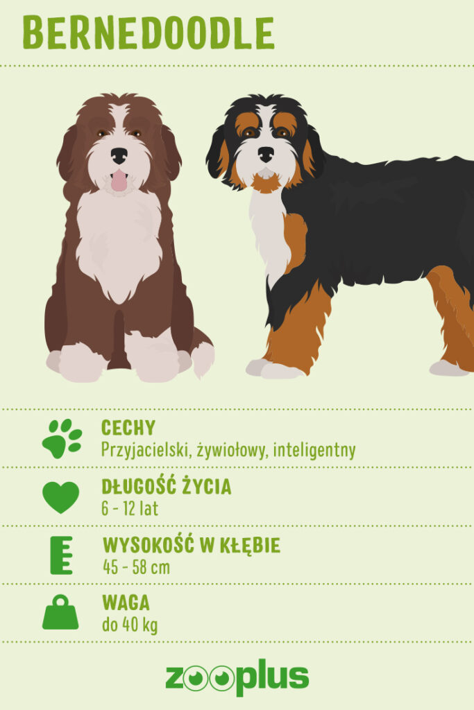 bernedoodle charakterystyka