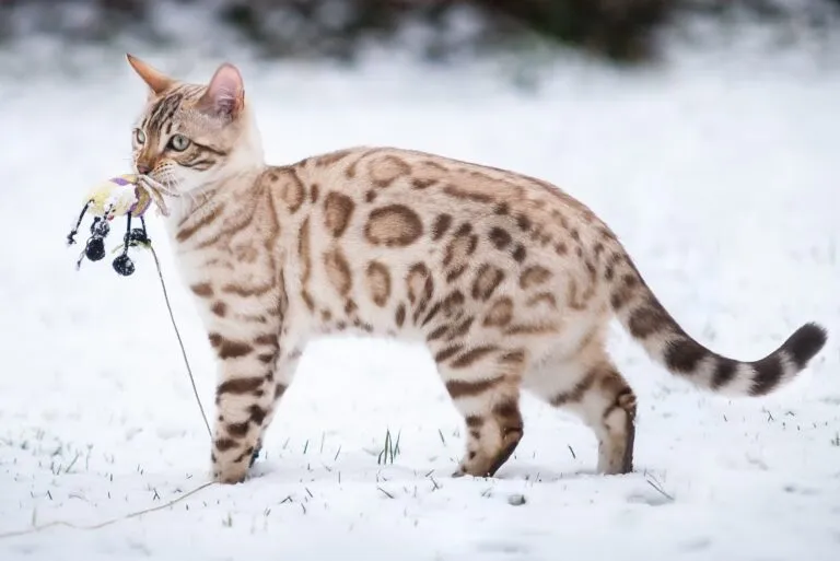 Bengal śnieżny Kot bengalski śnieżny